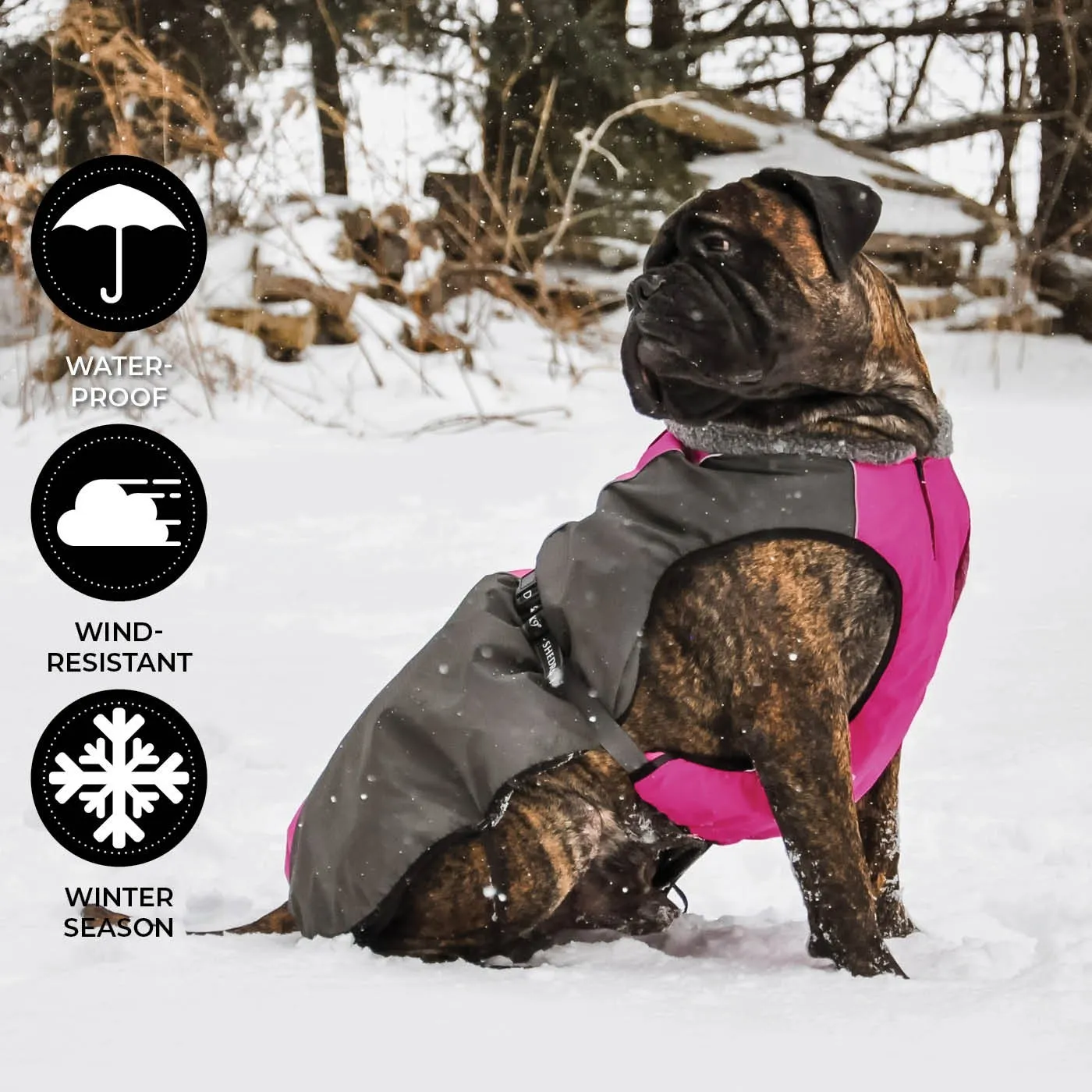 Shedrow K9 Chinook Festival Fuschia