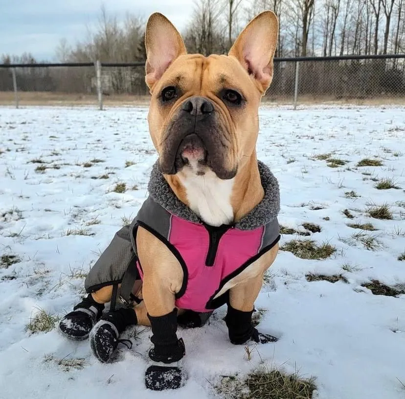 Shedrow K9 Chinook Festival Fuschia