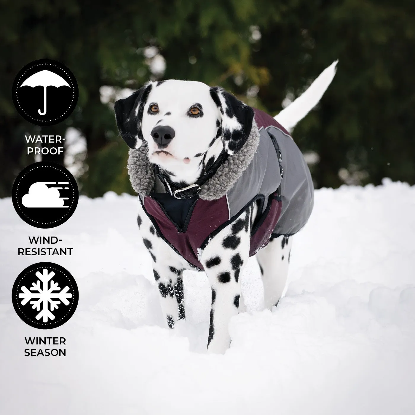 Shedrow K9 Chinook Wine Tasting